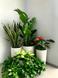 镇海绿植租赁效果-宁波花卉租摆营销-镇海室内植物租赁-北仑办公室植物租赁费用